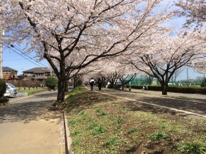 i-Sayama 2014桜