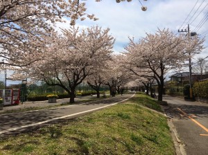 2014狭山市内の桜