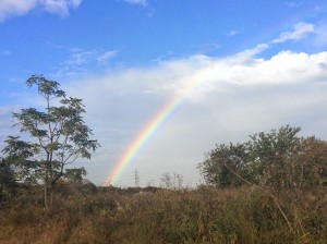 2014rainbow