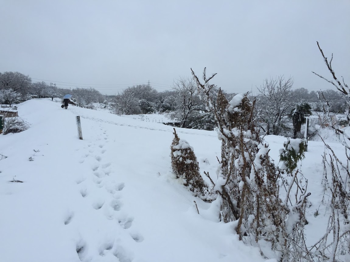 狭山市大雪2016年1月18日　アイサヤマ