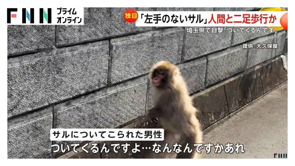 「左手のないサル」市内に出没中！これまでの経緯と今後の注意点まとめ